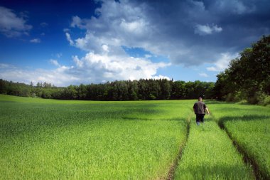 Cornfield with clouds and persone clipart