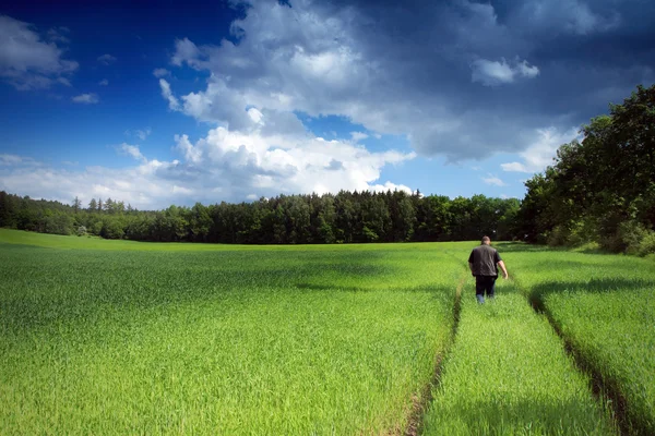 Cornfield with clouds and persone — Stock Photo, Image