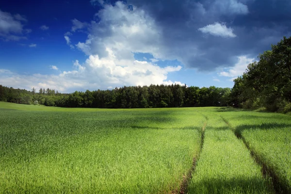 Cornfield with clouds — Stock Photo, Image