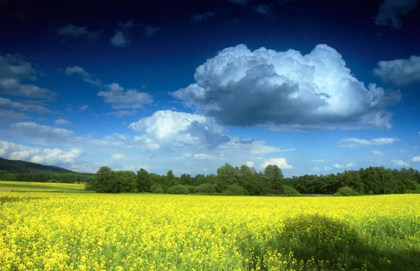 Pole i chmury — Zdjęcie stockowe