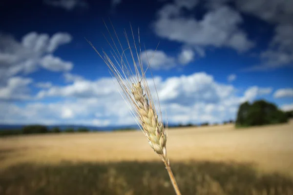 Câmpul urechii cereale — Fotografie, imagine de stoc