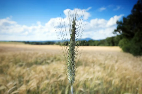 Câmpul urechii cereale — Fotografie, imagine de stoc
