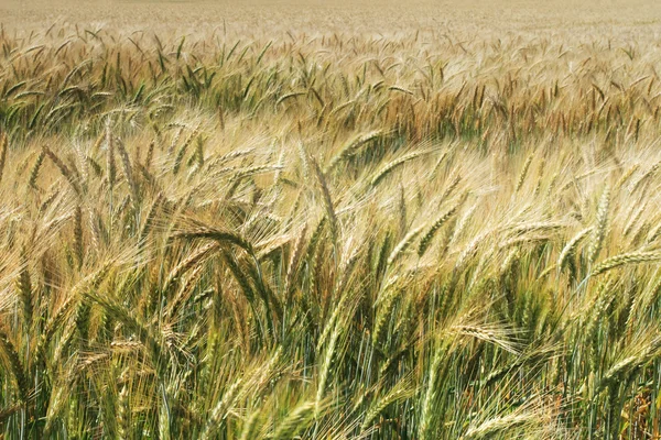 Поле с кукурузой — стоковое фото