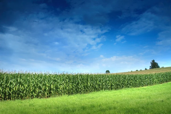 Cornfield with clouds — Stock Photo, Image