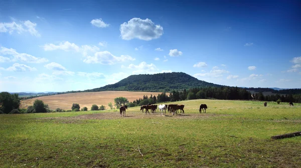 stock image Batch of horses below mountain