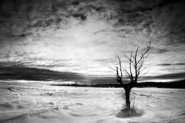 Strom pe munți iarna — Fotografie, imagine de stoc