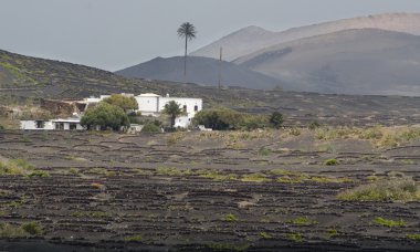 Lanzarote Adası bağ