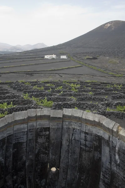 Lanzarote Adası bağ