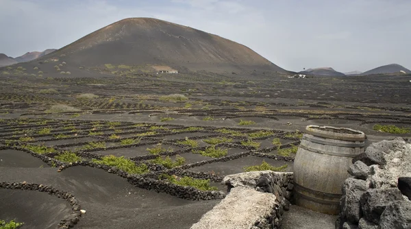 Lanzarote Adası bağ