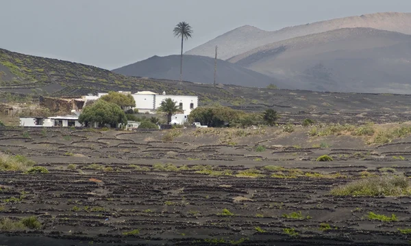 stock image Lanzarote island vineyard