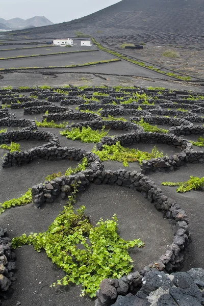 Bağ Lanzarote