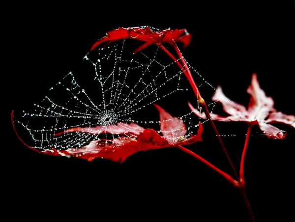 Stock image Spider web