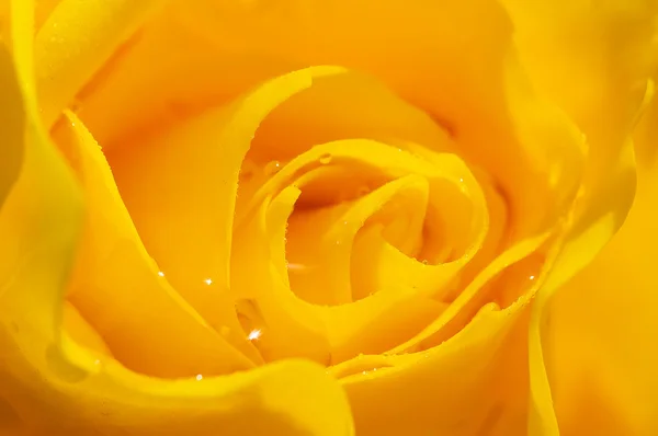 stock image Yellow Rose