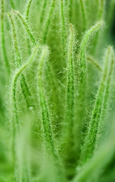 stock image Green plant