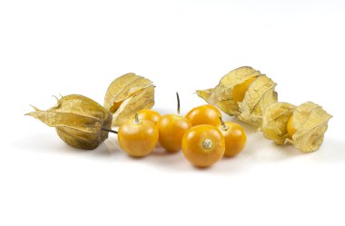 Physalis tropikal