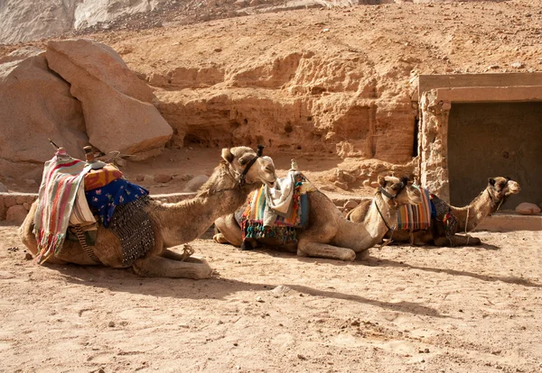 Tre cammelli — Foto Stock