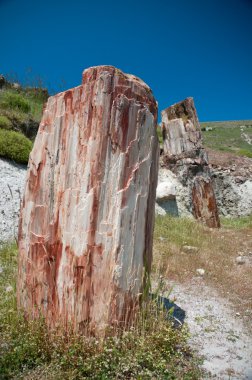 Petrified Tree clipart