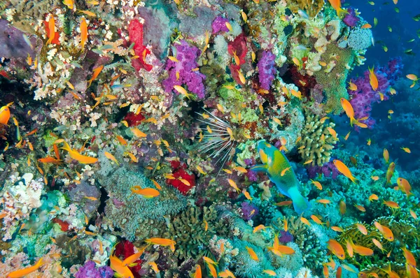 แนวปะการัง — ภาพถ่ายสต็อก