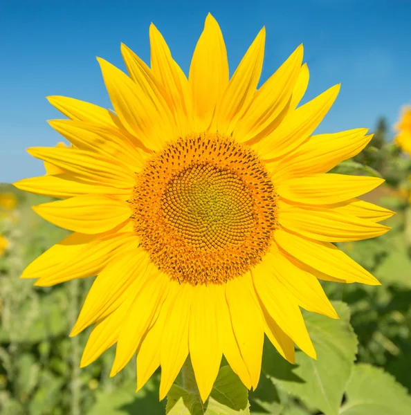 stock image Sunflower