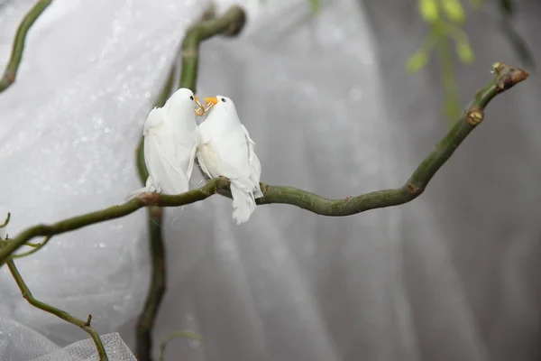 stock image Pigeons-wedding decoration