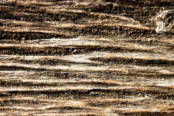 Stara tekstura drzewa drzewnego — Zdjęcie stockowe