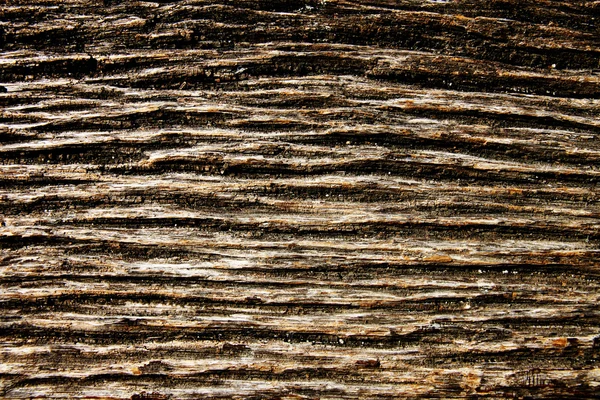 Old wood tree texture — Stock Photo, Image