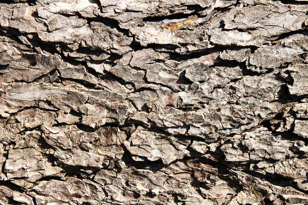 Tree wood — Stock Photo, Image