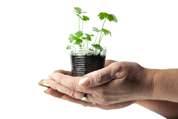 Human hands holding green plant in a transparent cup