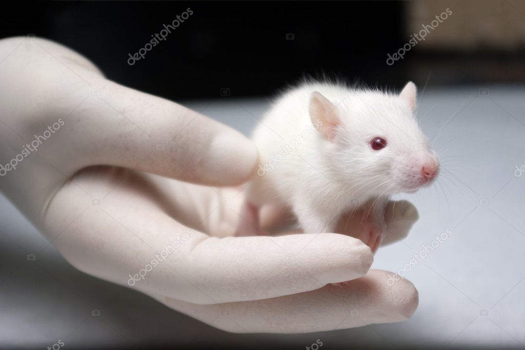 Baby Albino Rat Held In Hand With A Glove By Researcher Stock Photo By C Ibreakstock