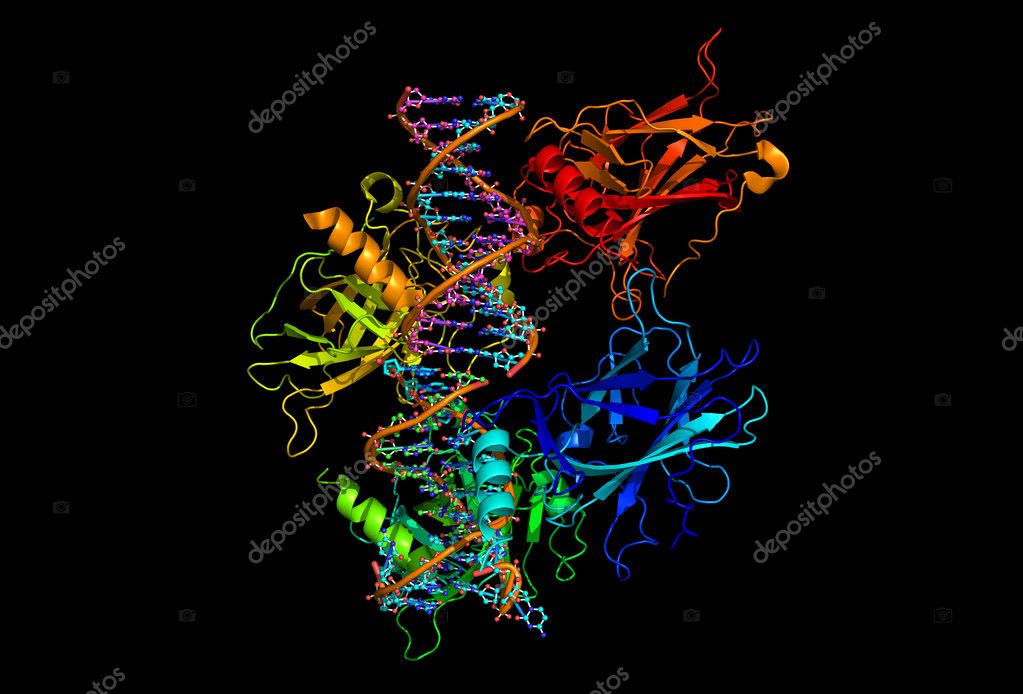 Model Of A Tumor Suppressing Protein Binding To Dna Stock Photo By C Ibreakstock 10824714