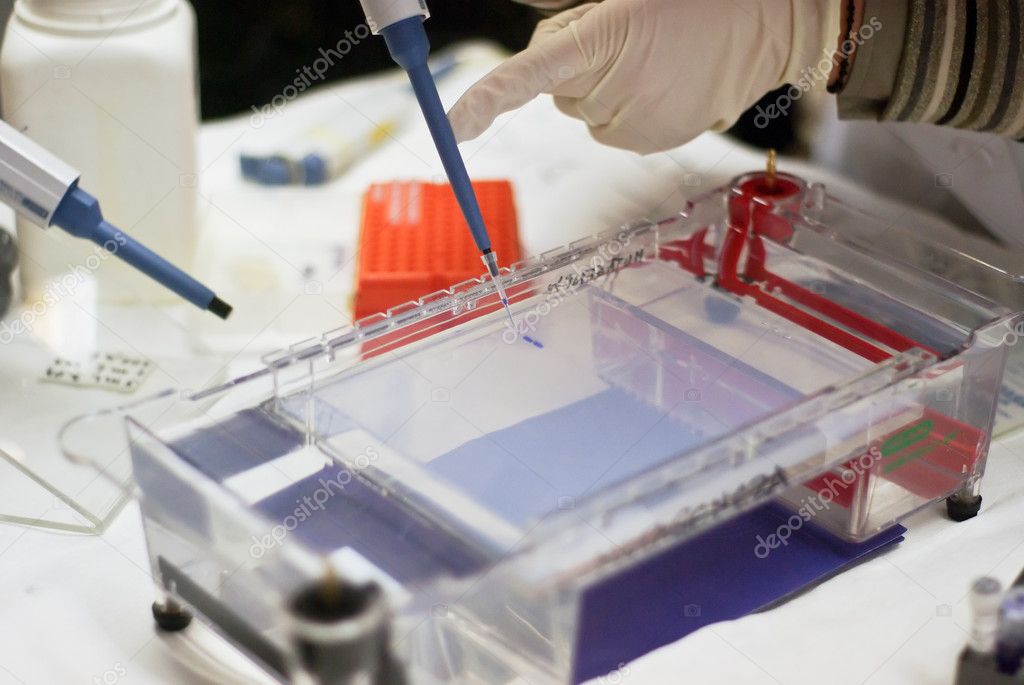 Loading a sample into a gel for electrophoresis — Stock Photo