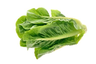 Baby Romaine Lettuce clipart