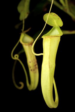 maymun bardak - nepenthes mirabilis