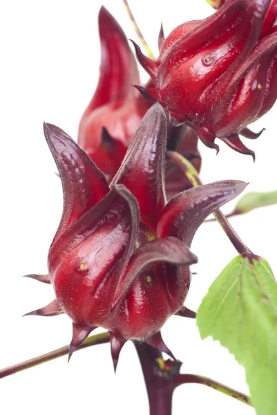 stock image Roselle Fruit - Hibiscus sabdariffa