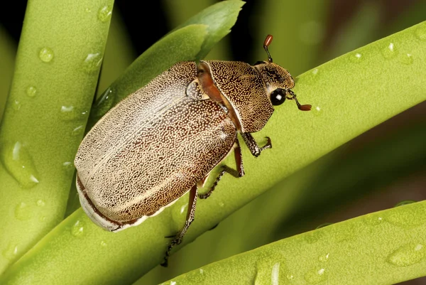 Brown Cockchafer chewing on orchid leaf - Holotrichia geilenkensri — Stock Photo, Image