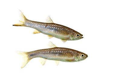 Rasbora Myersi also known as Myer's Rasboras clipart