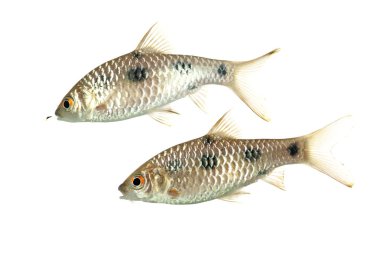 A Pair of Puntius sealei also known as Borneo Spotted Barbs clipart