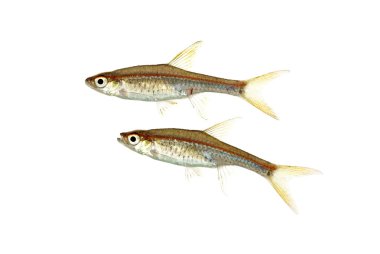 Rasbora pauciperforata also known as Red Line Rasboras