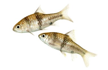 Juvenile Barbodes lateristriga also known as Spanner Barbs or T-Barbs clipart