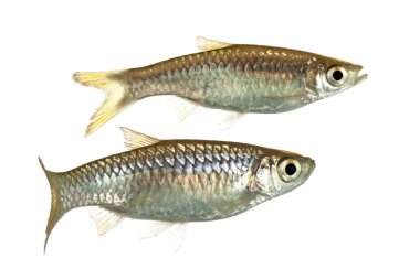 Rasbora unimaculata