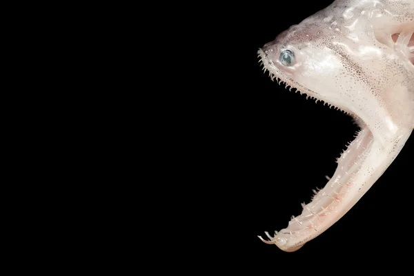Bombay Duck Showing Rows of Sharp, Wicked Teeth — Stock Photo, Image