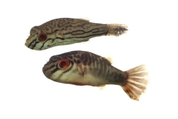 Carinotetraodon salivator ook bekend als zerba kogelvissen — Stockfoto