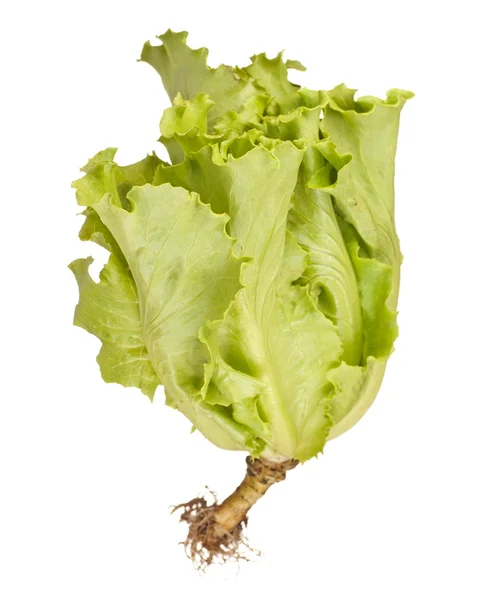 Chinese Lettuce — Stock Photo, Image