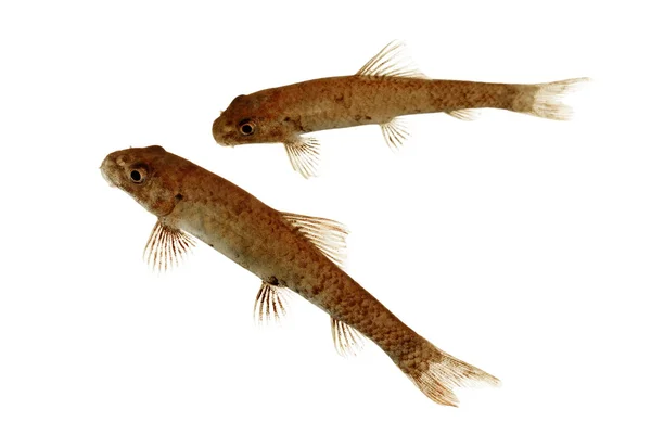 Garra ruffa ook bekend als de vis spa — Stockfoto