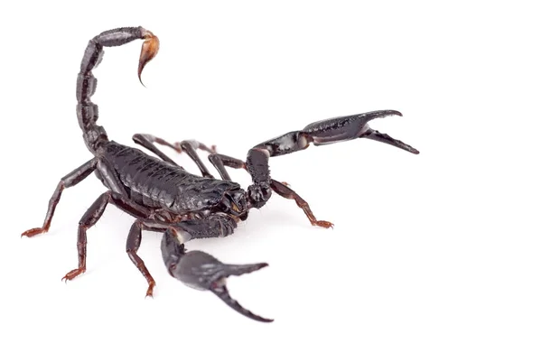 Scorpian brunatny — Zdjęcie stockowe