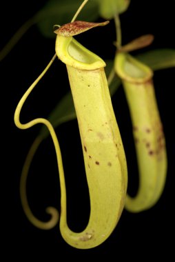 vahşi nepenthes mirabilis