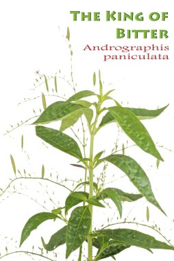 acı ot - andrographis paniculata kralı