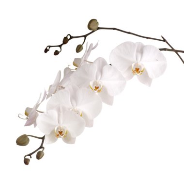 Beyaz phalaenopsis orkide