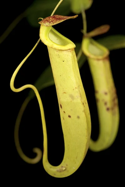 stock image Wild Nepenthes mirabilis