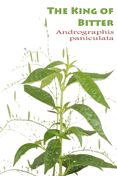 Dziewczyna z kotaKról gorzkie zioła - andrographis paniculata — Zdjęcie stockowe